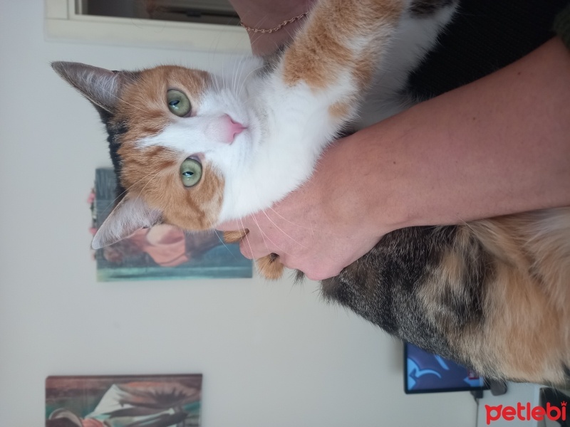 Tekir Kedi, Kedi  Mırmır fotoğrafı