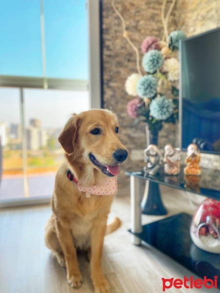 Golden Retriever, Köpek  Lora fotoğrafı