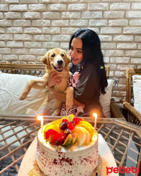 Golden Retriever, Köpek  Lora fotoğrafı