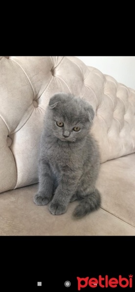 Scottish Fold, Kedi  Nazlı fotoğrafı