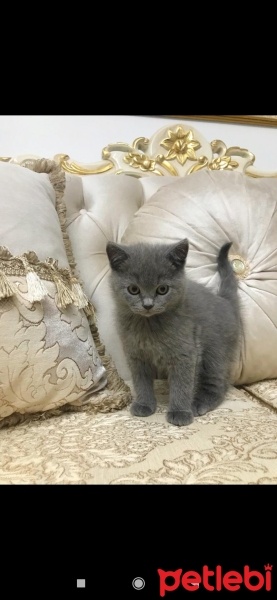 Scottish Fold, Kedi  Nazlı fotoğrafı