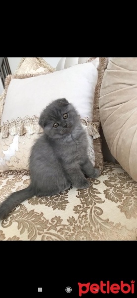 Scottish Fold, Kedi  Nazlı fotoğrafı