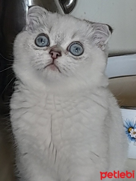 Scottish Fold, Kedi  Ares fotoğrafı