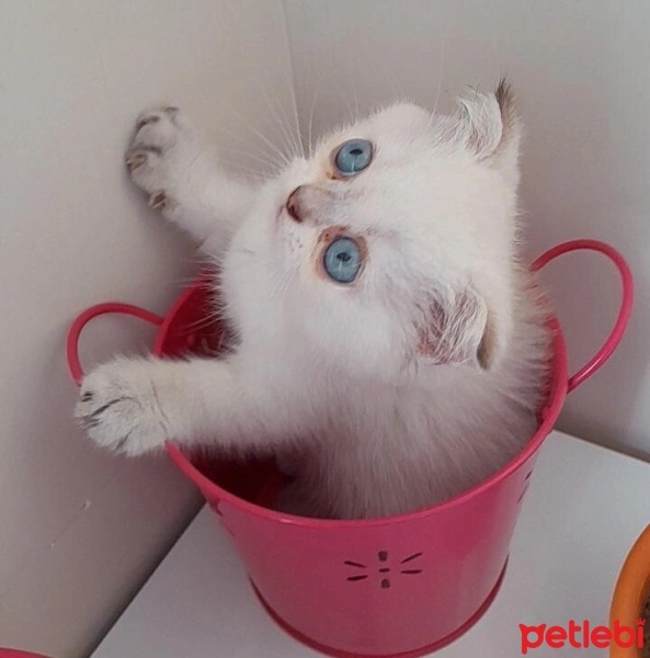 Scottish Fold, Kedi  Ares fotoğrafı