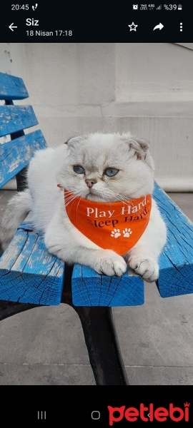 Scottish Fold, Kedi  Ares fotoğrafı