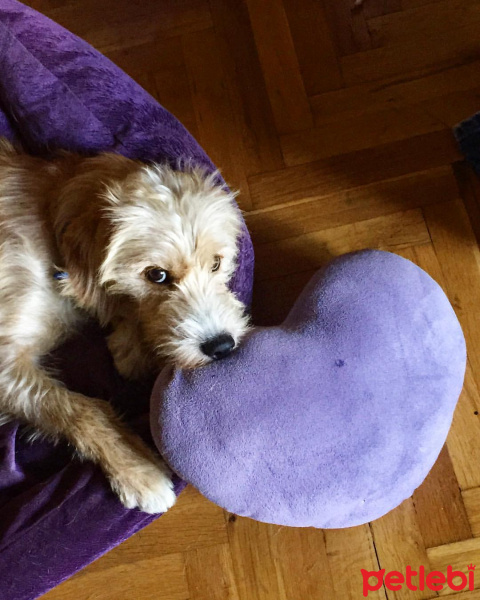 Sokö (Sokak Köpeği), Köpek  Paspas fotoğrafı