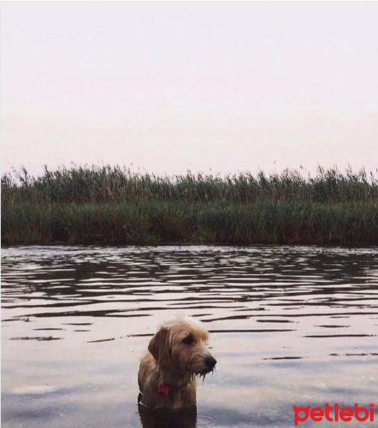 Sokö (Sokak Köpeği), Köpek  Paspas fotoğrafı