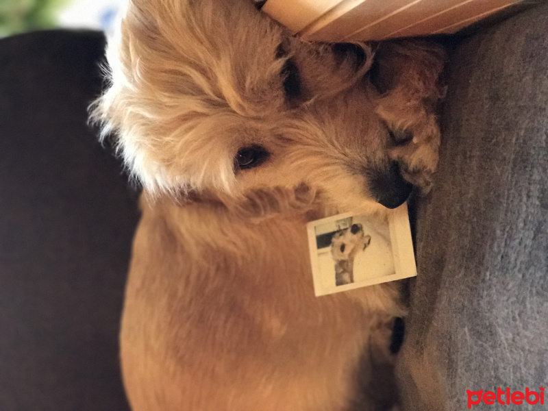 Sokö (Sokak Köpeği), Köpek  Paspas fotoğrafı