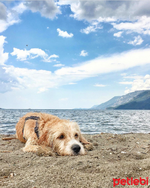 Sokö (Sokak Köpeği), Köpek  Paspas fotoğrafı