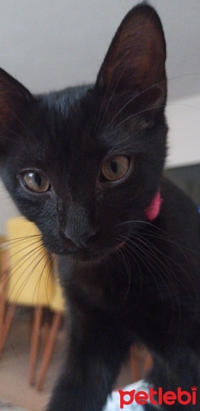 Bombay, Kedi  Victor fotoğrafı