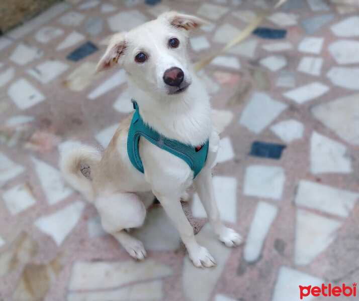 Labrador Retriever, Köpek  LUNA fotoğrafı