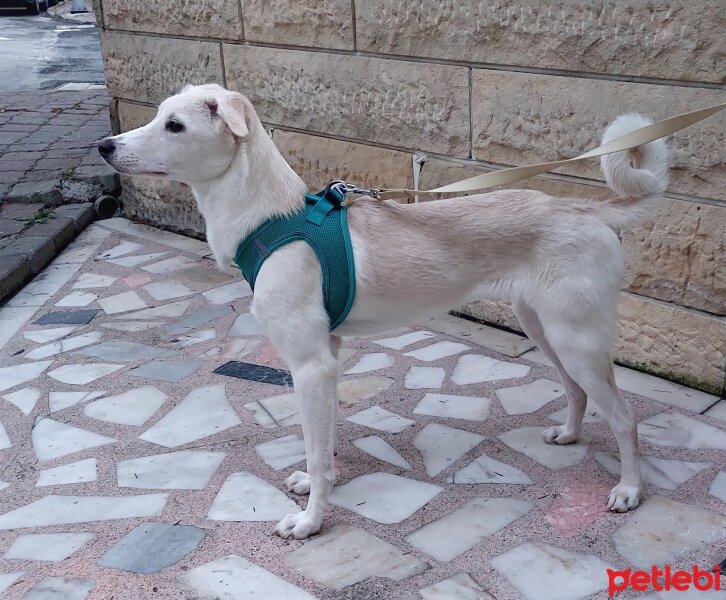 Labrador Retriever, Köpek  LUNA fotoğrafı