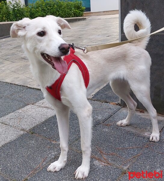 Labrador Retriever, Köpek  LUNA fotoğrafı