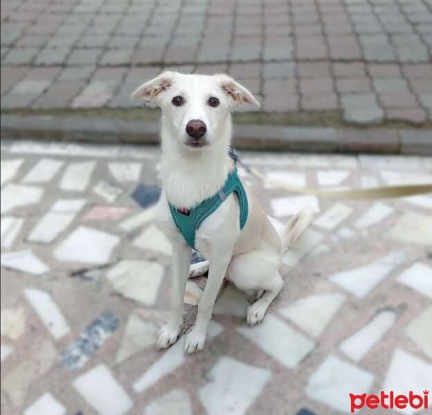 Labrador Retriever, Köpek  LUNA fotoğrafı