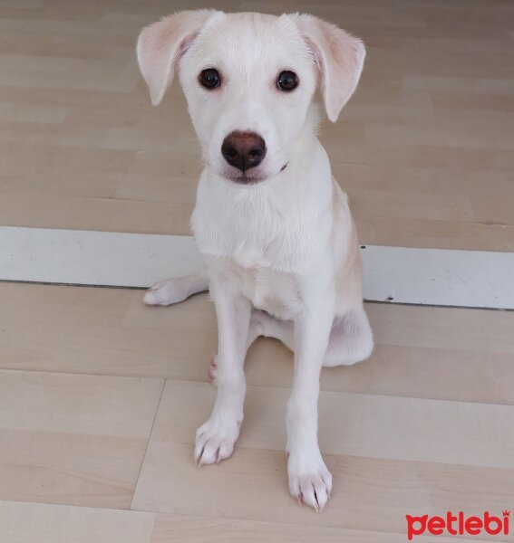 Labrador Retriever, Köpek  LUNA fotoğrafı