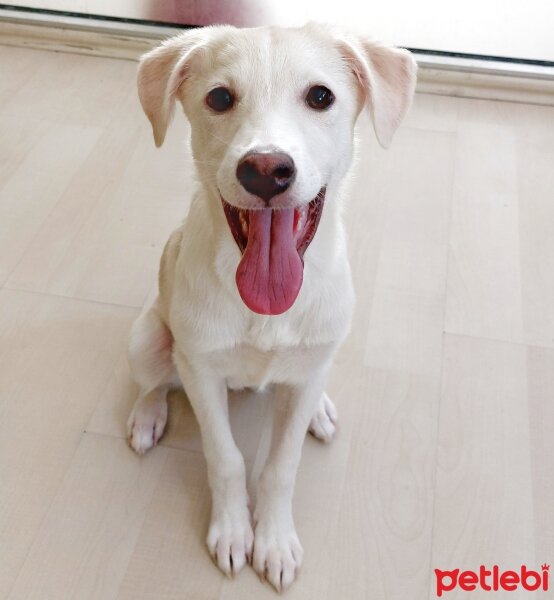 Labrador Retriever, Köpek  LUNA fotoğrafı