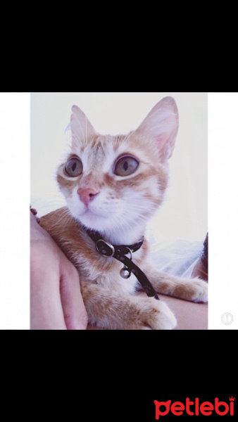 Tekir Kedi, Kedi  Limon fotoğrafı