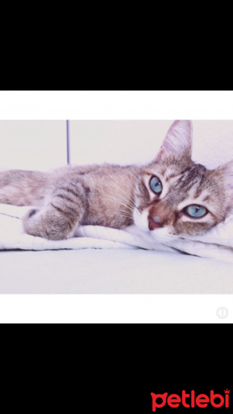 Tekir Kedi, Kedi  Mercimek fotoğrafı