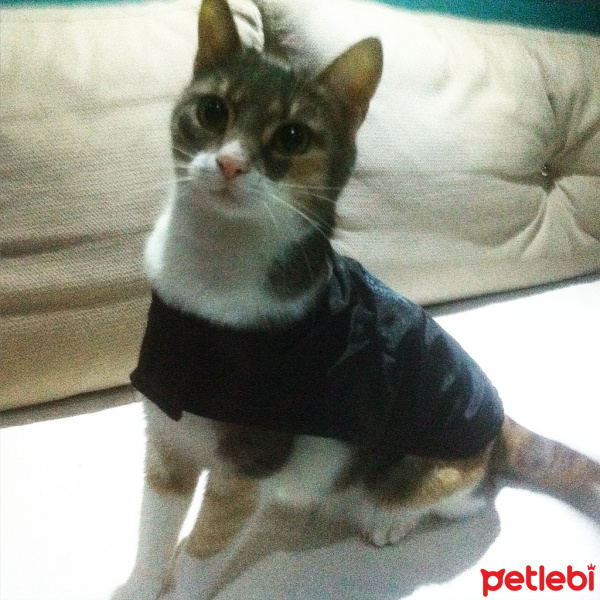 Tekir Kedi, Kedi  şimarık fotoğrafı