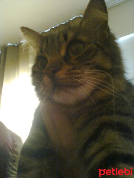 Tekir Kedi, Kedi  Misket fotoğrafı