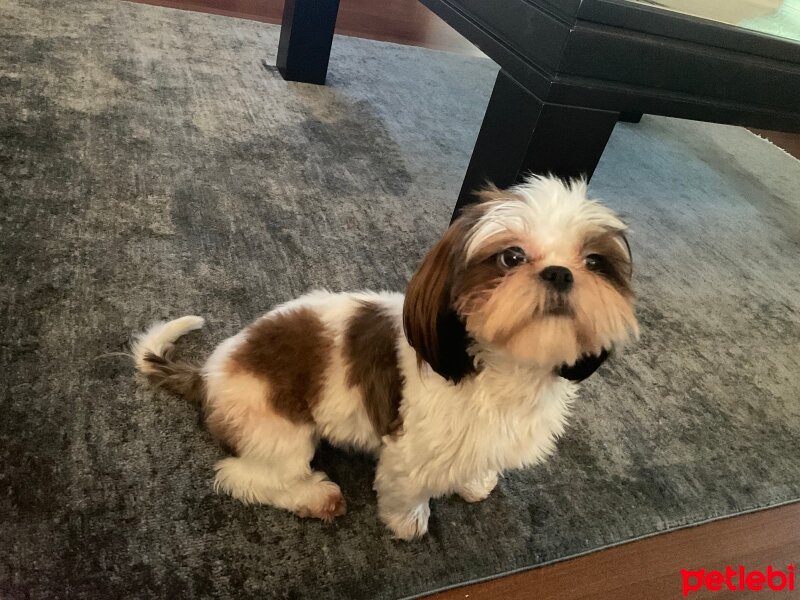 Shih Tzu, Köpek  Maggie fotoğrafı