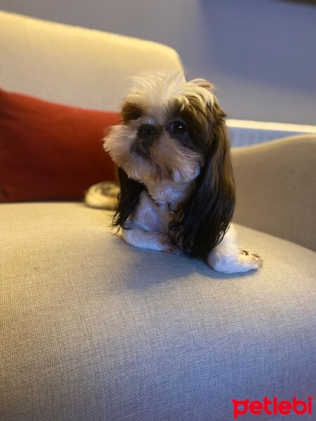 Shih Tzu, Köpek  Maggie fotoğrafı