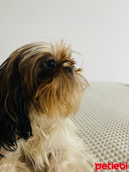 Shih Tzu, Köpek  Maggie fotoğrafı