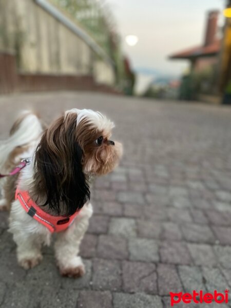 Shih Tzu, Köpek  Maggie fotoğrafı