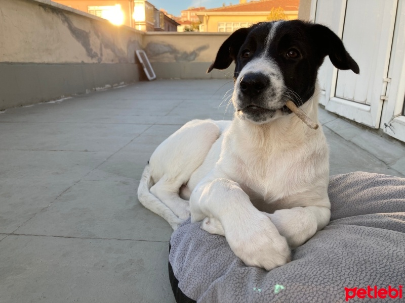 Sokö (Sokak Köpeği), Köpek  Rüzgar fotoğrafı