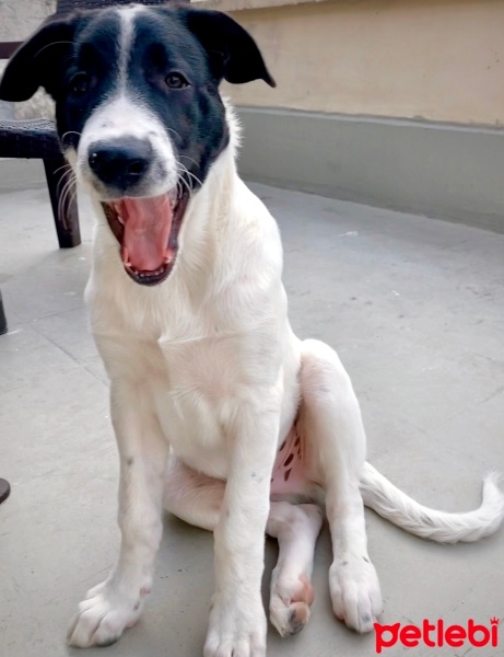 Sokö (Sokak Köpeği), Köpek  Rüzgar fotoğrafı