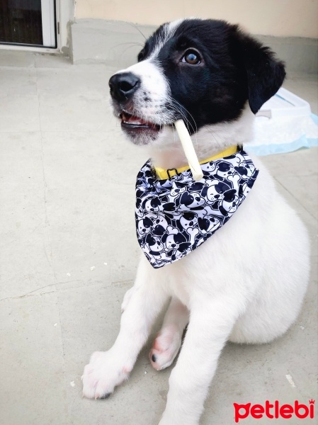 Sokö (Sokak Köpeği), Köpek  Rüzgar fotoğrafı