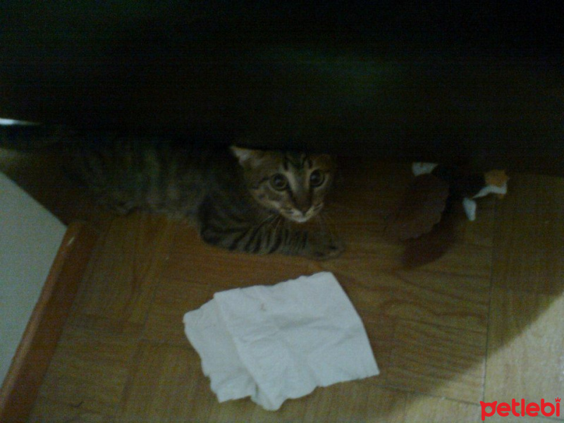 Tekir Kedi, Kedi  Maskot fotoğrafı