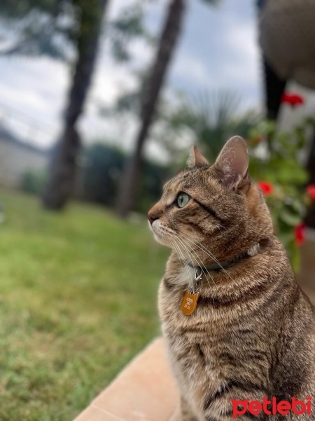 Tekir Kedi, Kedi  Mikrop fotoğrafı
