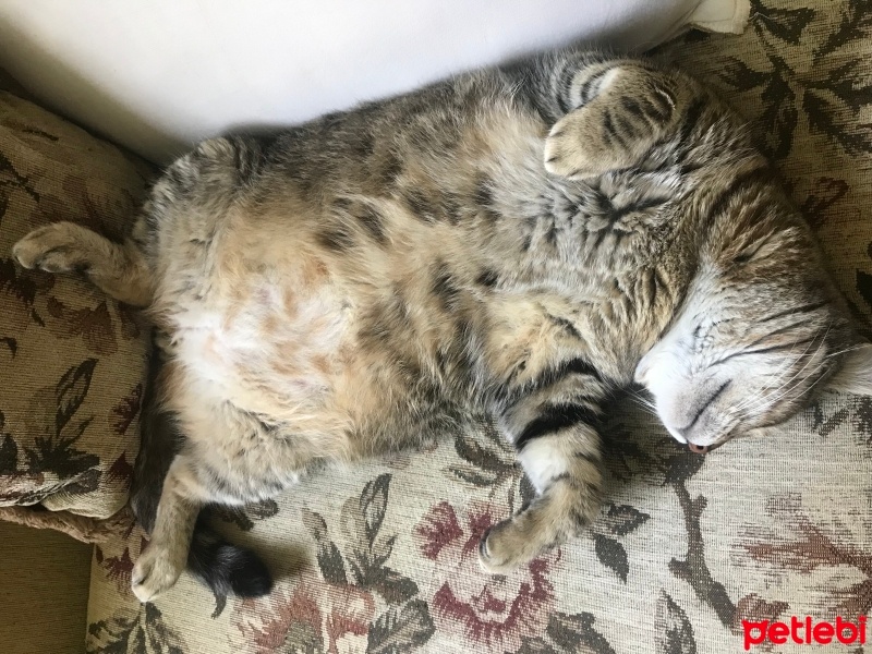 Tekir Kedi, Kedi  Mikrop fotoğrafı