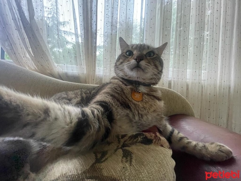 Tekir Kedi, Kedi  Mikrop fotoğrafı