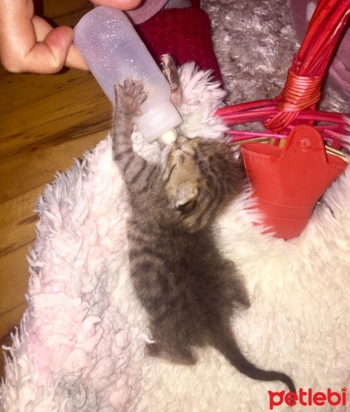 Tekir Kedi, Kedi  Mikrop fotoğrafı