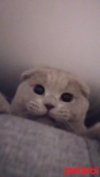 Scottish Fold, Kedi  BADEM fotoğrafı