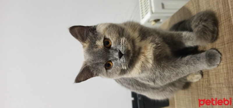 British Shorthair, Kedi  Şila fotoğrafı
