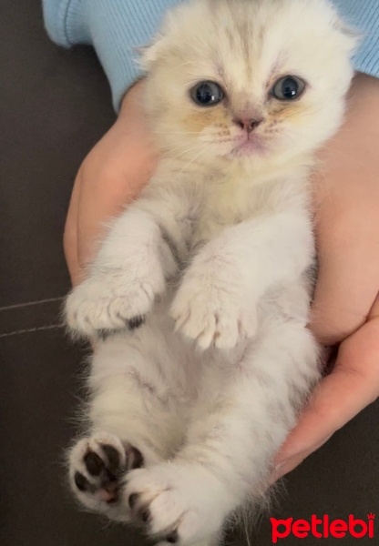 British Shorthair, Kedi  Minik patiler fotoğrafı