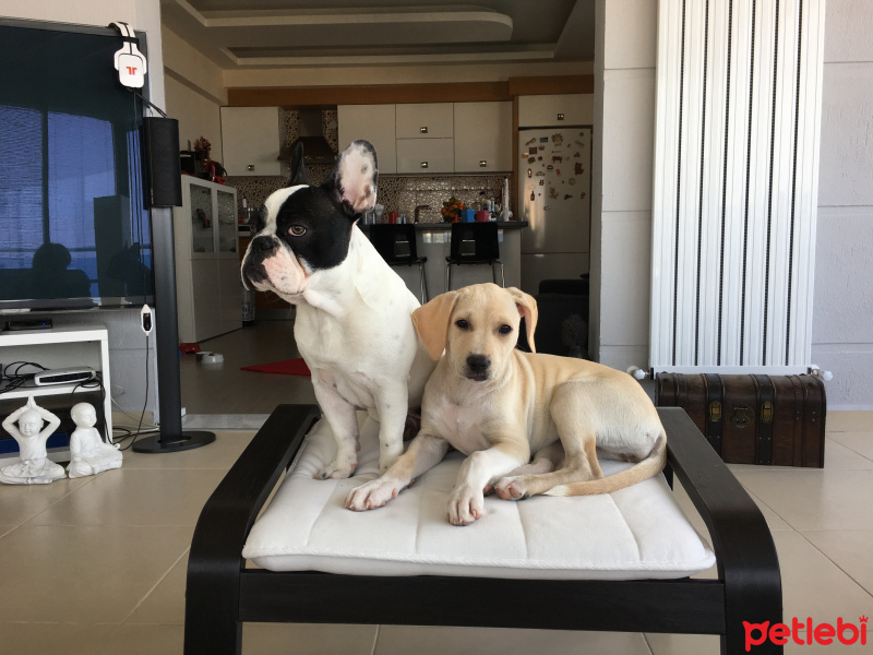 Dogo Arjantin, Köpek  Molly fotoğrafı