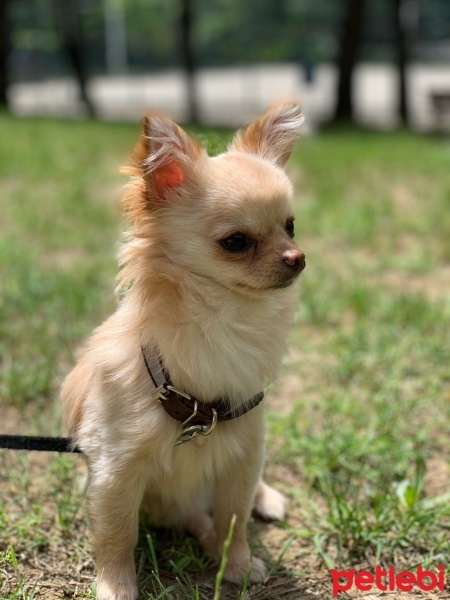 Chihuahua, Köpek  HERKÜL fotoğrafı