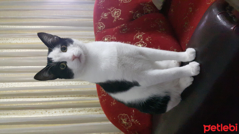 Tuxedo (Smokin) Kedi, Kedi  Mırmır fotoğrafı