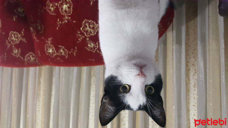 Tuxedo (Smokin) Kedi, Kedi  Mırmır fotoğrafı