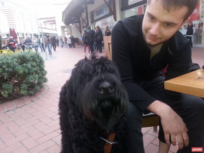 Dev Schnauzer, Köpek  Altar fotoğrafı