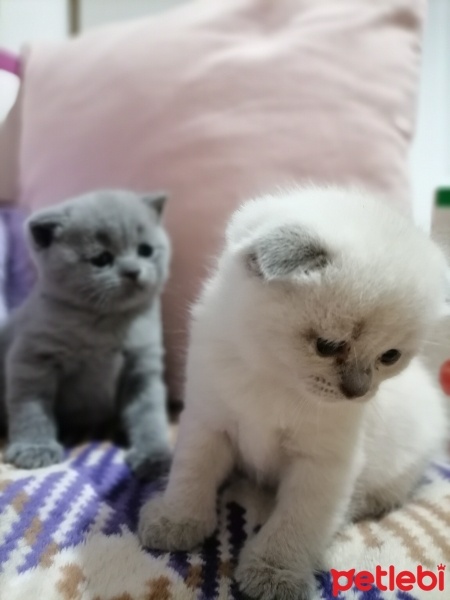 British Shorthair, Kedi  Tatlı miniş fotoğrafı
