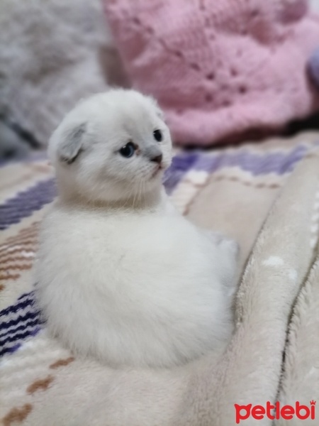 British Shorthair, Kedi  Tatlı miniş fotoğrafı