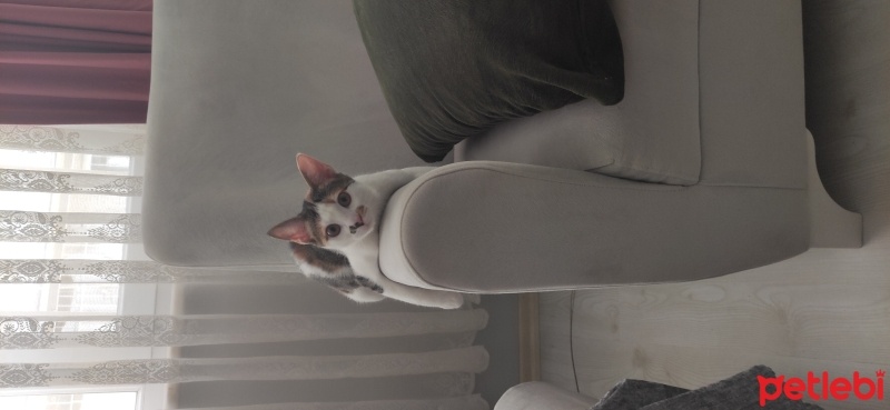 Tekir Kedi, Kedi  bal fotoğrafı