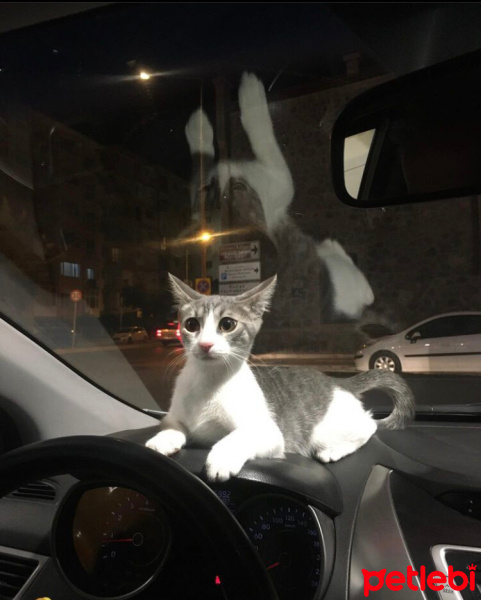 Tekir Kedi, Kedi  Yumi fotoğrafı