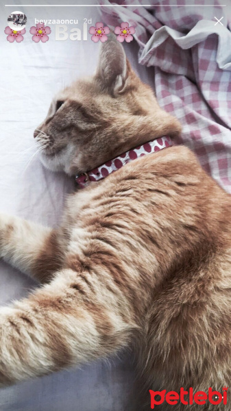 Ankara Kedisi, Kedi  Çıngıraklı  fotoğrafı