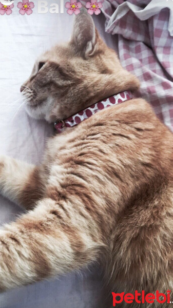 Ankara Kedisi, Kedi  Çıngıraklı  fotoğrafı